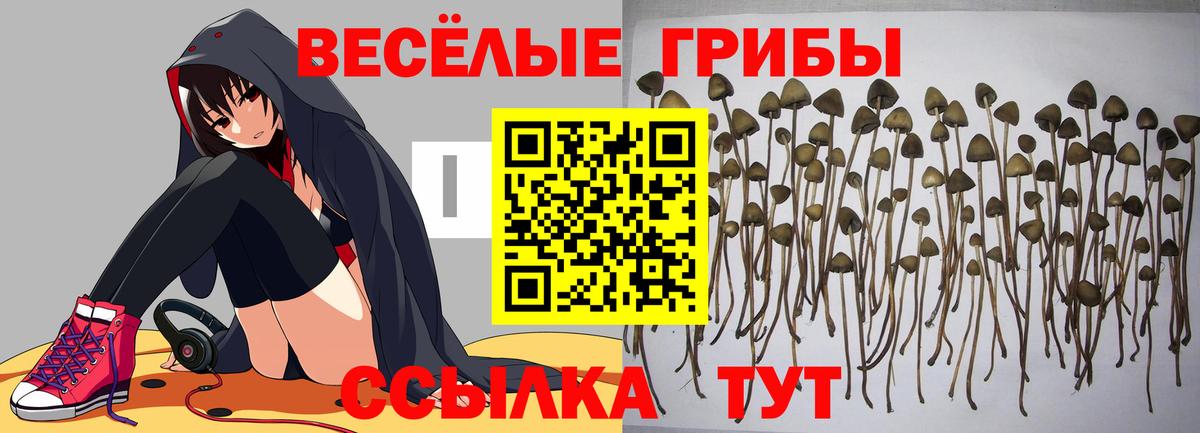 Галлюциногенные грибы Psilocybe  где можно купить   Лыткарино  Вход с VPN 